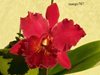 Blc.Chia Lin New City 
